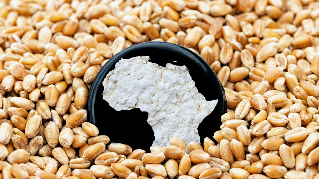 Profilo dell'Africa tra chicchi di grano