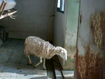 In Sardegna: 1974, 2011