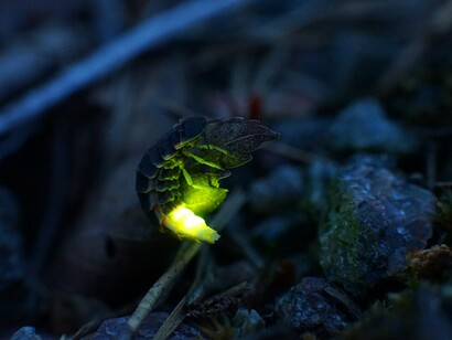 Lampyris noctiluca, nome scientifico della lucciola
