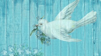 Looking in the sky expecting to see a dove with an olive leaf on her beak