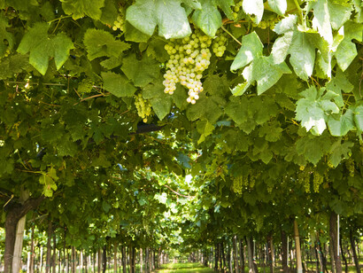 Veneto white grapes