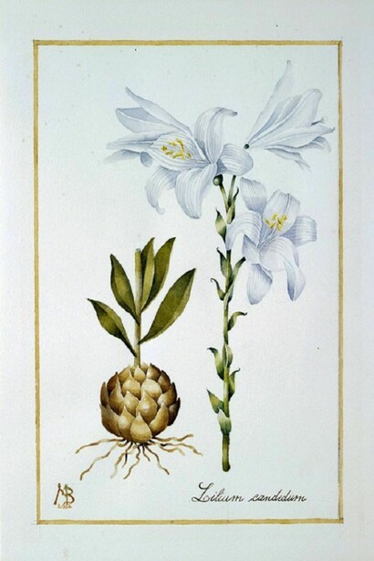 Mariella Busi, Watercolour
