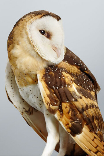 Leila Jeffreys, 'Duke' Grass Owl, 2014, fine art inkjet print on archival cotton rag paper, Ed.14, 112 x 89 cm