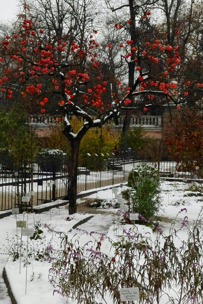 I frutti dell'albero di  cachi