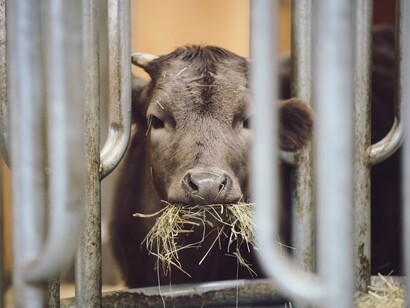 Vitello che mangia il fieno nella stalla: "Emblematica è una famosa frase del poeta latino Orazio che più di due millenni fa scrisse: “la violenza sugli animali è la premessa e il tirocinio della violenza sugli esseri umani”