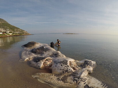 Balena spiaggiata