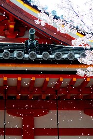 La magia de los cerezos en flor, una metáfora de la vida