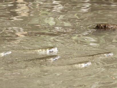 Peixes asfixiam nas águas pútridas da Lagoa da Tijuca. Foto de Mario Moscatelli

