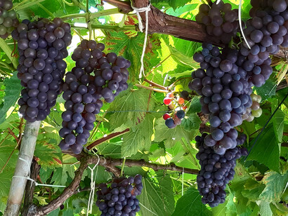 Variedad de uvas cultivada por Virgilio Vidor