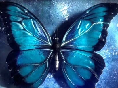 Uma borboleta azul