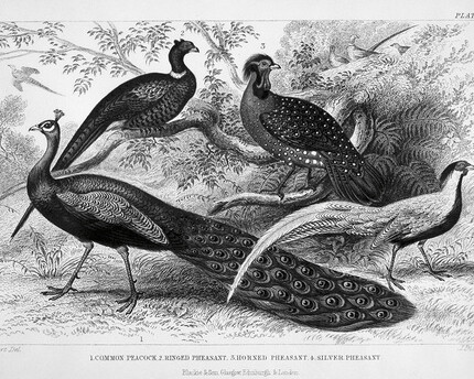 Marcel Broodthaers. Courtesy of Hauser & Wirth