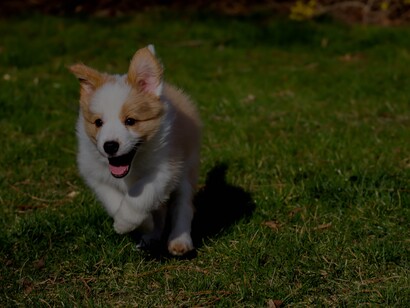 Cachorrinho brinca na grama