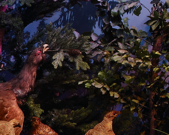 The Alpine bioregion. Courtesy of Grigore Antipa National Museum of Natural History