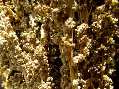 Quinua cultivada en Puno, Perú