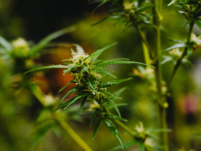 Marijuana is bulky and hard to hide