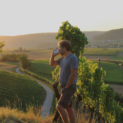 I vigneti di uva bianca nel Cantone Argovia, Svizzera