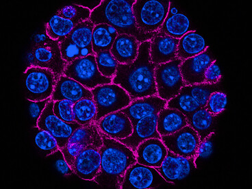 Derrière ces formes colorées se cachent des milliards de réactions coordonnées, toutes guidées par l’information issue de l’ADN