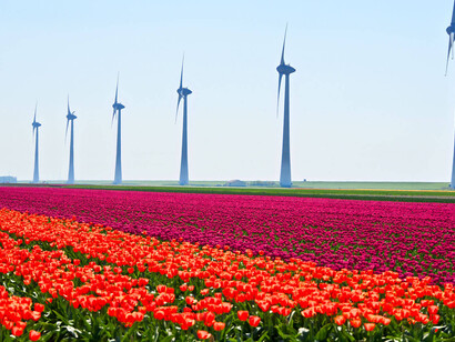 The Netherlands tulip fields using wind-powered turbins