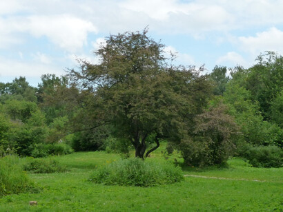 Jardin, ph Simonetta Sandri