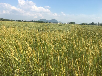 Coltivazioni di farro nella pianura tra Colli Euganei e Berici
