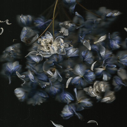 M. Nardone 2016 - Nature morte par scanner fleur bleue - 90x90 cm - papier mat - éd. 5