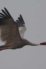 Sarus Crane, the tallest flying bird in the world © Gehan de Silva Wijeyeratne