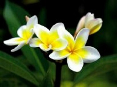 Fiori di Camelia Sinensis