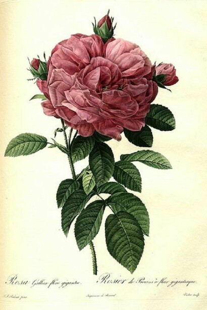 Rosa gallica di Pierre Joseph Redoutè, 1817  
