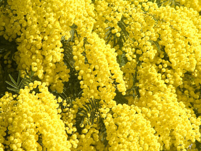 Sunshine Wattle: il fiore dell'accettazione del presente 
