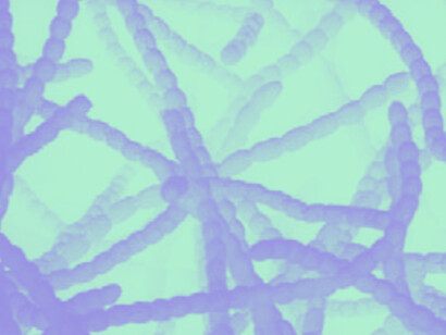 «Streptomyces griseus» bajo el microscopio