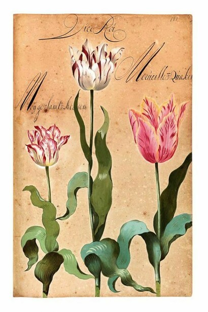 Pagina del Franciscus De Geest, florilegio Hortus Amoenissimus, 