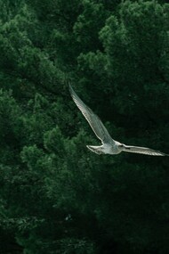 A bird soaring across the forest, representing the peaceful coexistence shared by every living creature
