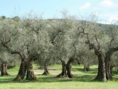 Oliveto