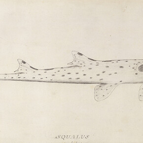 Expeditions and Endeavours. Courtesy of Natural History Museum