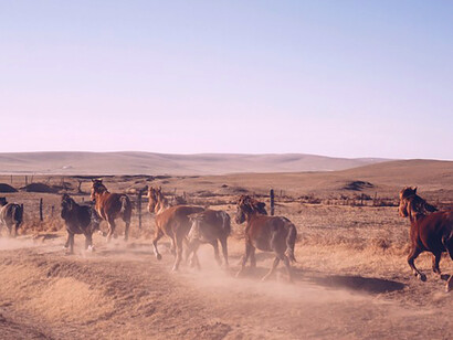 Horses on the run