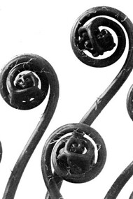 Blossfeldt, Karl. Adiantum pedatum