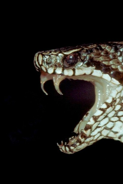 La Theriaca alle origine era un antidoto contro il morso di serpente.