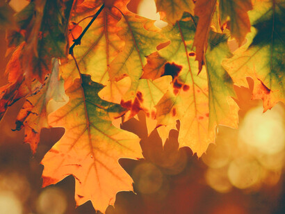 Autunno: passaggio dall’energia alla materia