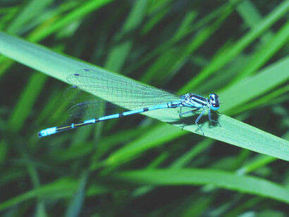 Libélula azul