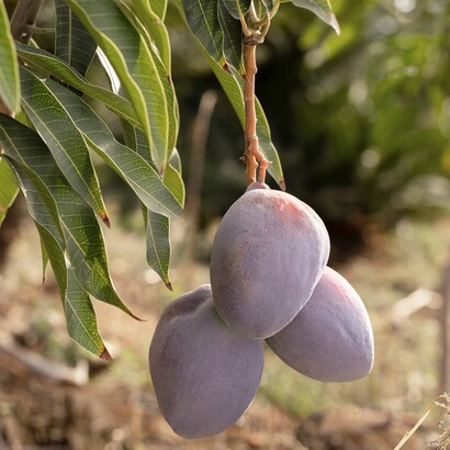 Le secteur de la mangue malienne fait face à de nombreux défis