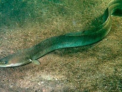 L’anguilla europea (Anguilla anguilla)