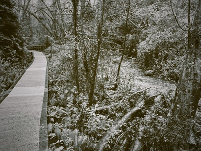 A trail by Still Creek at Renfrew Ravine Park, representing a retreat from the pressures of an urban life