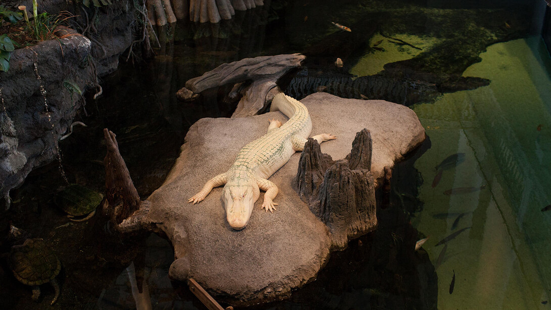 The Swamp. Courtesy of California Academy of Sciences