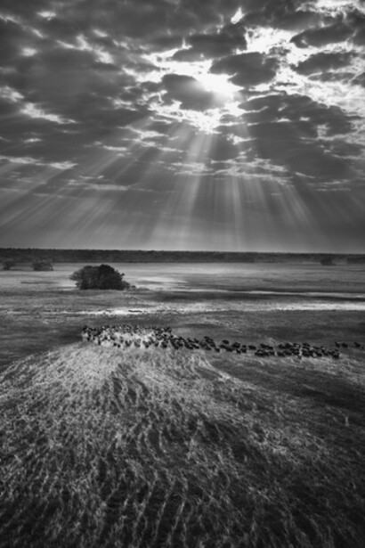 Sebastião Salgado, Herd of buffalos. Kafue National Park, Zambia, 2010, Gelatin silver print, 180 x 125 cm/50 x 68 inches © Sebastião Salgado/Amazonas Images