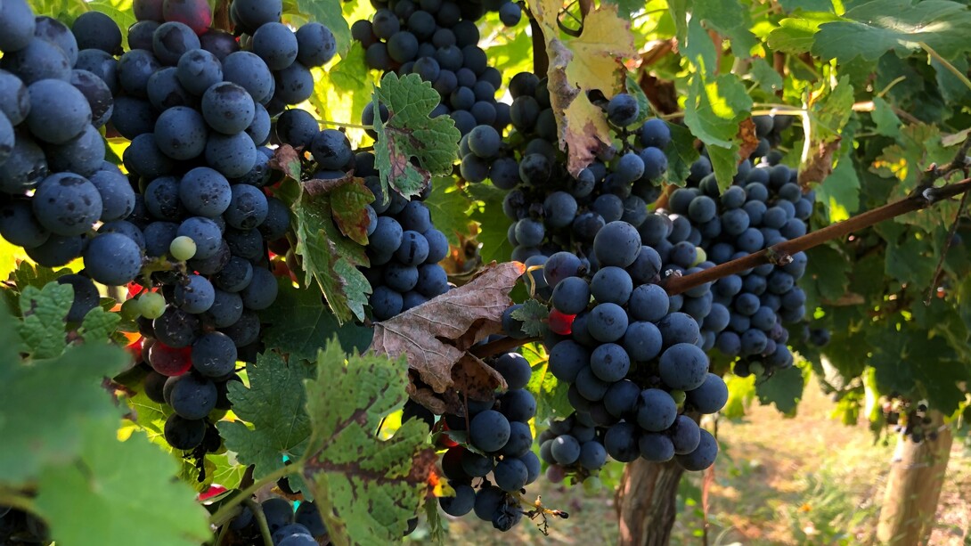 La vendemmia è il cuore pulsante dell'autunno, quando la terra dona i suoi frutti più preziosi