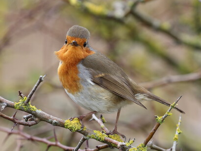 Robins are quick to approach visitors at RSPB Lodmoor © Gehan de Silva Wijeyeratne
