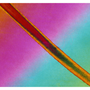 Broomberg and Chanarin, Trace Fiber from Freud’s couch under crossed polars with Quartz wedge compensator (#2), 2015 © Broomberg and Chanarin, 2015. Courtesy Broomberg and Chanarin; courtesy Lisson Gallery, London