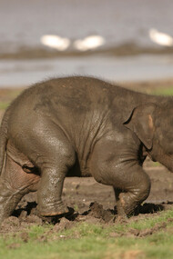 Elephant Gathering at Minneriya © Gehan de Silva Wijeyeratne