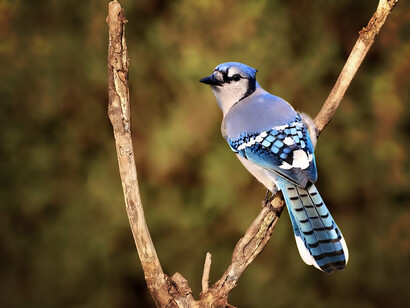 Native to eastern North America, the blue jay belongs to the Corvidae family and inhabits much of the eastern and central United States