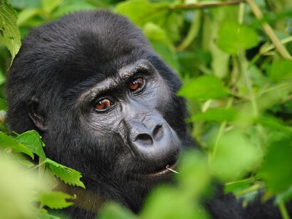 Gorilla beringei beringei